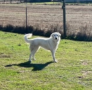 Sadie Sage